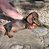 Chiots teckel nain poils ras #3
