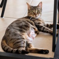 Chatte mineta #0