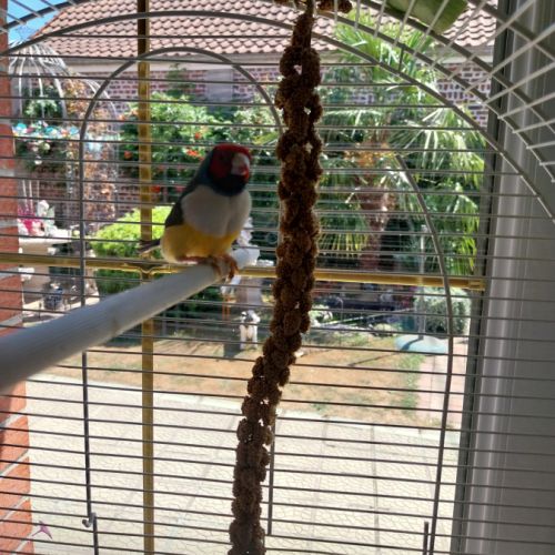 Donne diamant de gould contre très bon soin #1