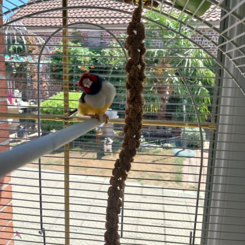 Donne diamant de gould contre très bon soin #0