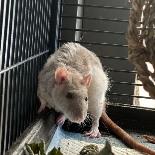 Deux rats male et femelle #1