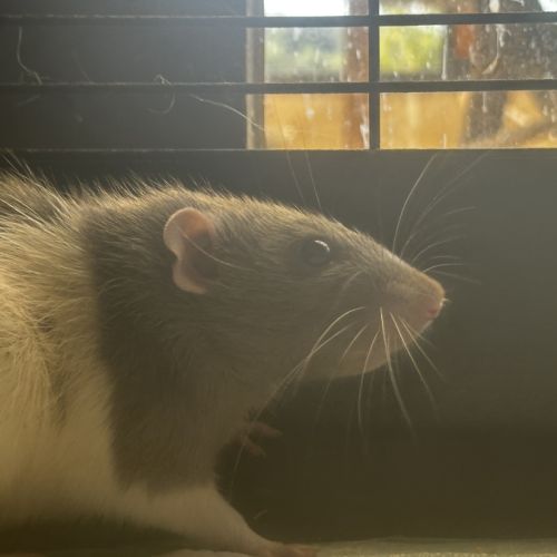Deux rats male et femelle
