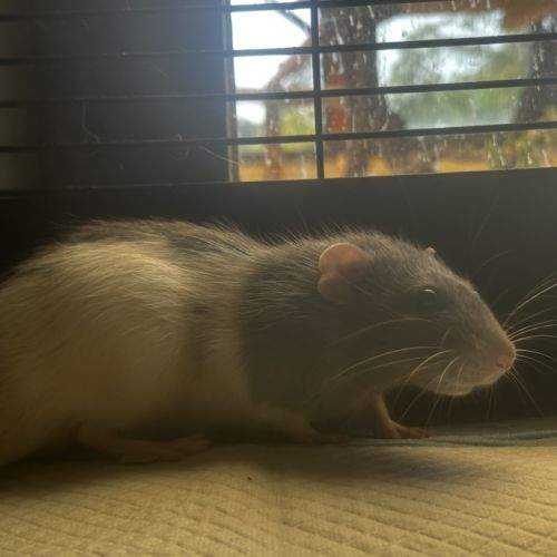 Deux rats male et femelle #3