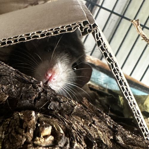 Deux rats male et femelle #4