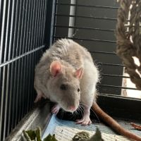 Deux rats male et femelle #1