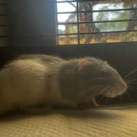 Deux rats male et femelle #3