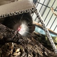 Deux rats male et femelle #4