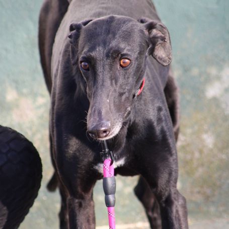 Bombon, un amour de galgo❤️