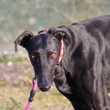 Bombon, un amour de galgo❤️ #3