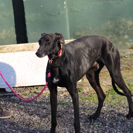 Bombon, un amour de galgo❤️ #4