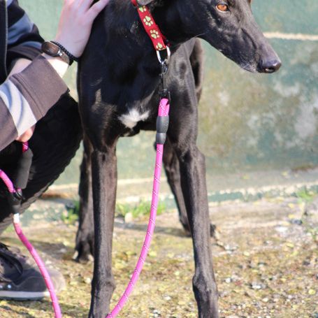 Bombon, un amour de galgo❤️ #5