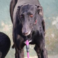 Bombon, un amour de galgo❤️