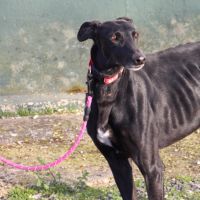 Bombon, un amour de galgo❤️ #2