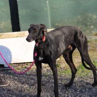 Bombon, un amour de galgo❤️ #4