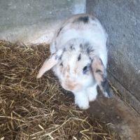 Lapin bélier #1