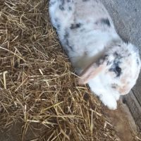 Lapin bélier