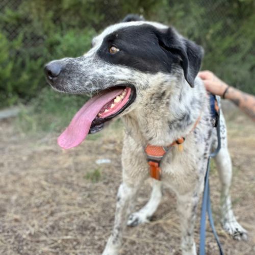 Haro, un chien facile et équilibré #1