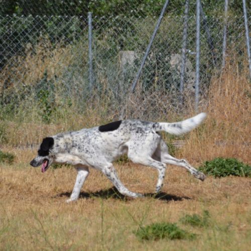 Haro, un chien facile et équilibré #6