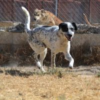 Haro, un chien facile et équilibré #2