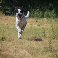Haro, un chien facile et équilibré #4