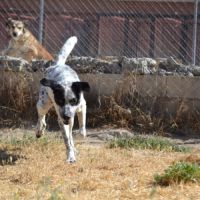 Haro, un chien facile et équilibré #5