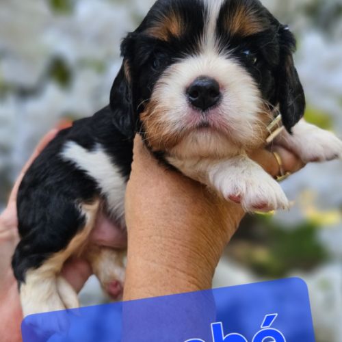 Magnifiques chiots cavaliers  tricolores #0