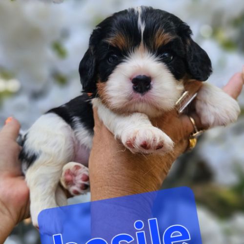 Magnifiques chiots cavaliers  tricolores #2
