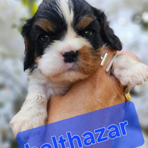 Magnifiques chiots cavaliers  tricolores #3