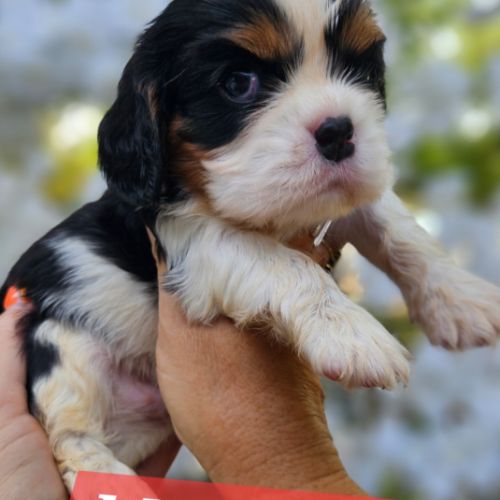 Magnifiques chiots cavaliers  tricolores #4