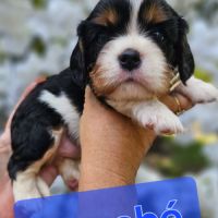 Magnifiques chiots cavaliers  tricolores