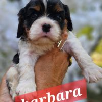 Magnifiques chiots cavaliers  tricolores #5