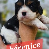 Magnifiques chiots cavaliers  tricolores #6
