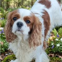 Magnifiques chiots cavaliers  tricolores #7