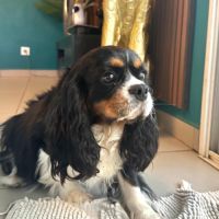 Magnifiques chiots cavaliers  tricolores #8