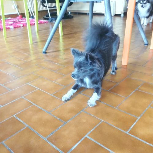 Vend chiot femelle pomchi