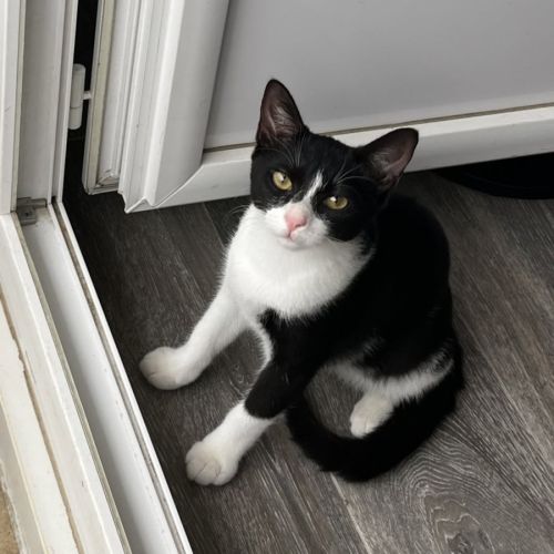 Bulle, adorable chaton à l'adoption