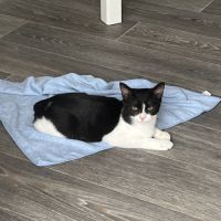 Bulle, adorable chaton à l'adoption #1