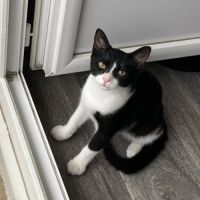 Bulle, adorable chaton à l'adoption #0