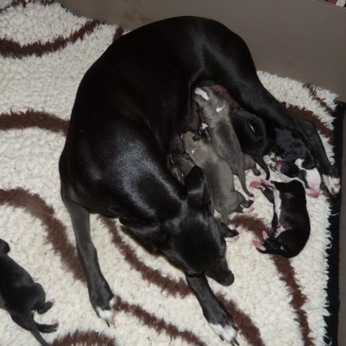 Whippets à reserver #1