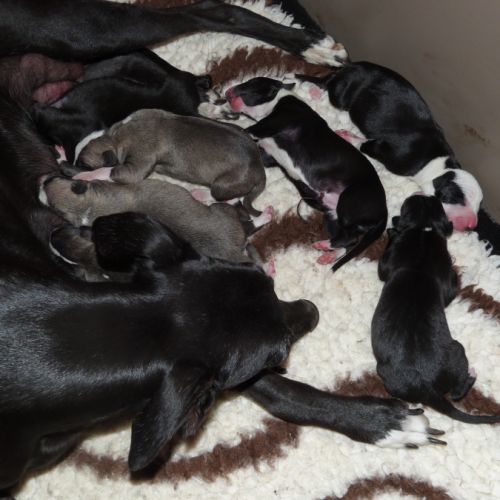 Whippets à reserver