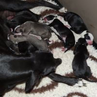 Whippets à reserver