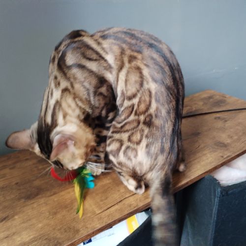 Bengal mâle magnifique non castré #1
