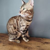 Bengal mâle magnifique non castré