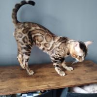 Bengal mâle magnifique non castré #3