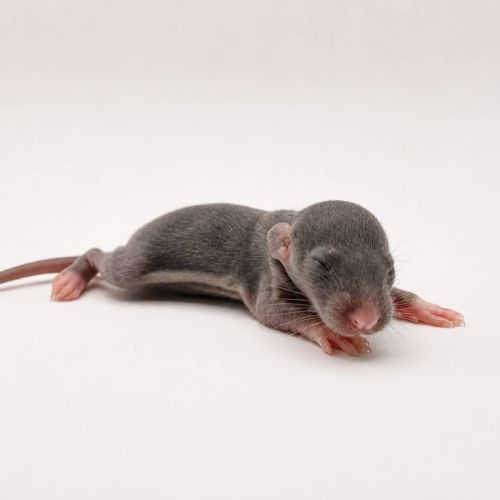 Ratons domestique #1