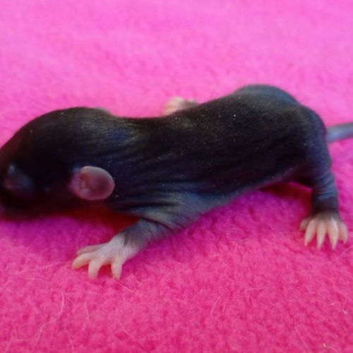 Ratons domestique #2