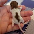 Ratons domestique #3