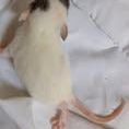 Ratons domestique #0