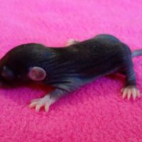 Ratons domestique #2