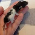 Ratons domestique #4